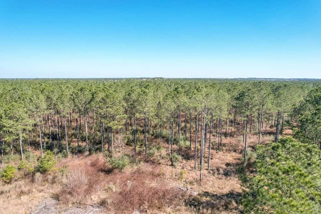 625 Acres Amite County, MS Timberland for Sale