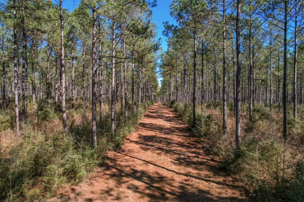 625 Acres Amite County, MS Timberland for Sale