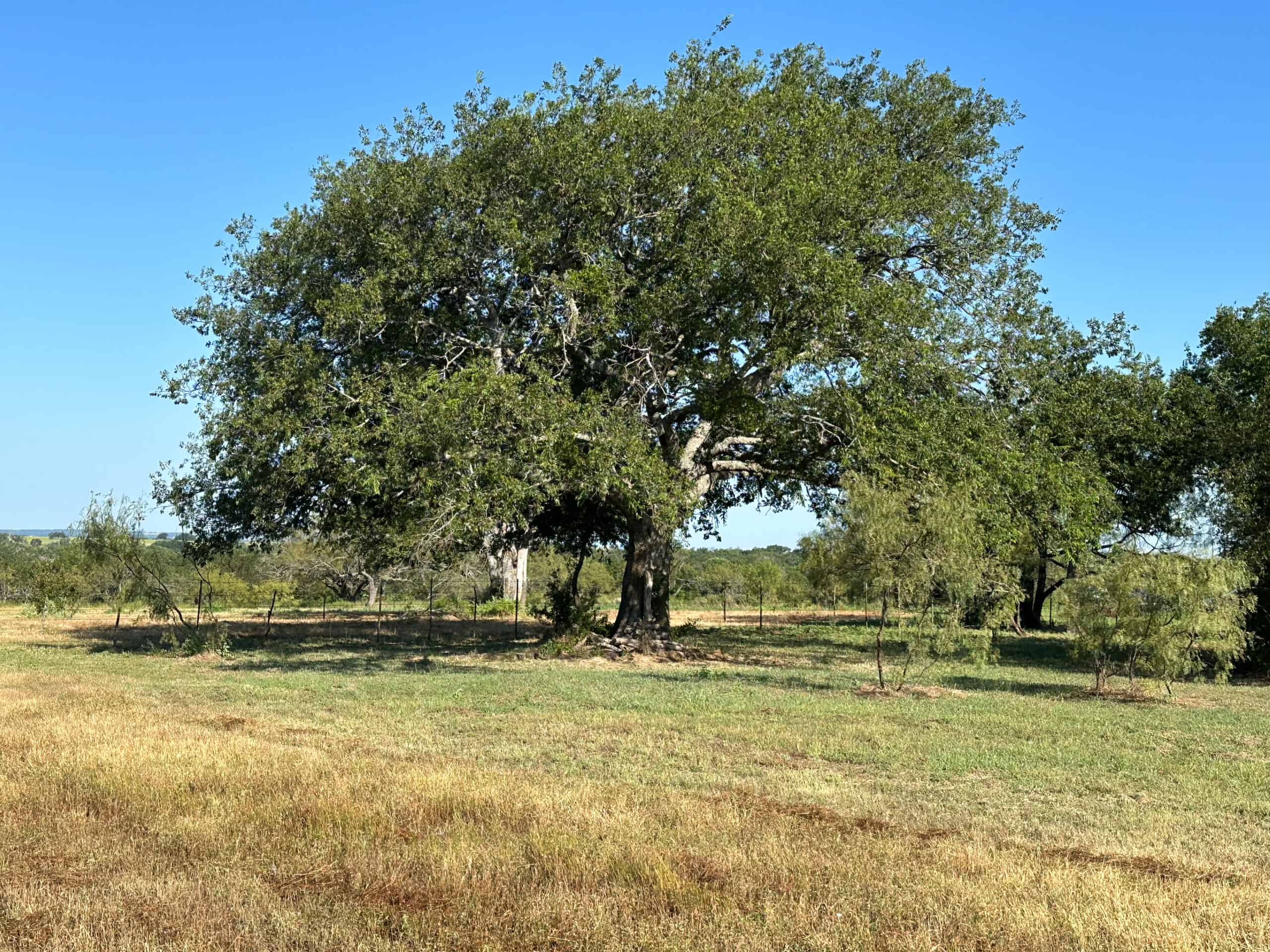 Exquisite 39+/- Acre Texas Estate in Coryell County