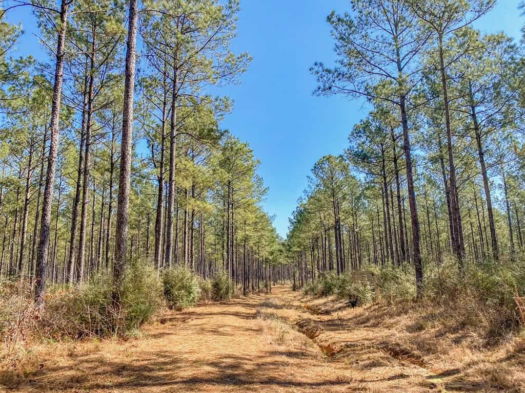 625 Acres Amite County, MS Timberland for Sale