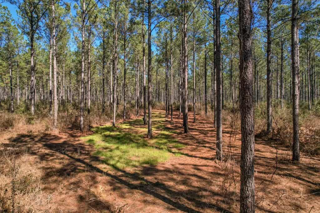 625 Acres Amite County, MS Timberland for Sale