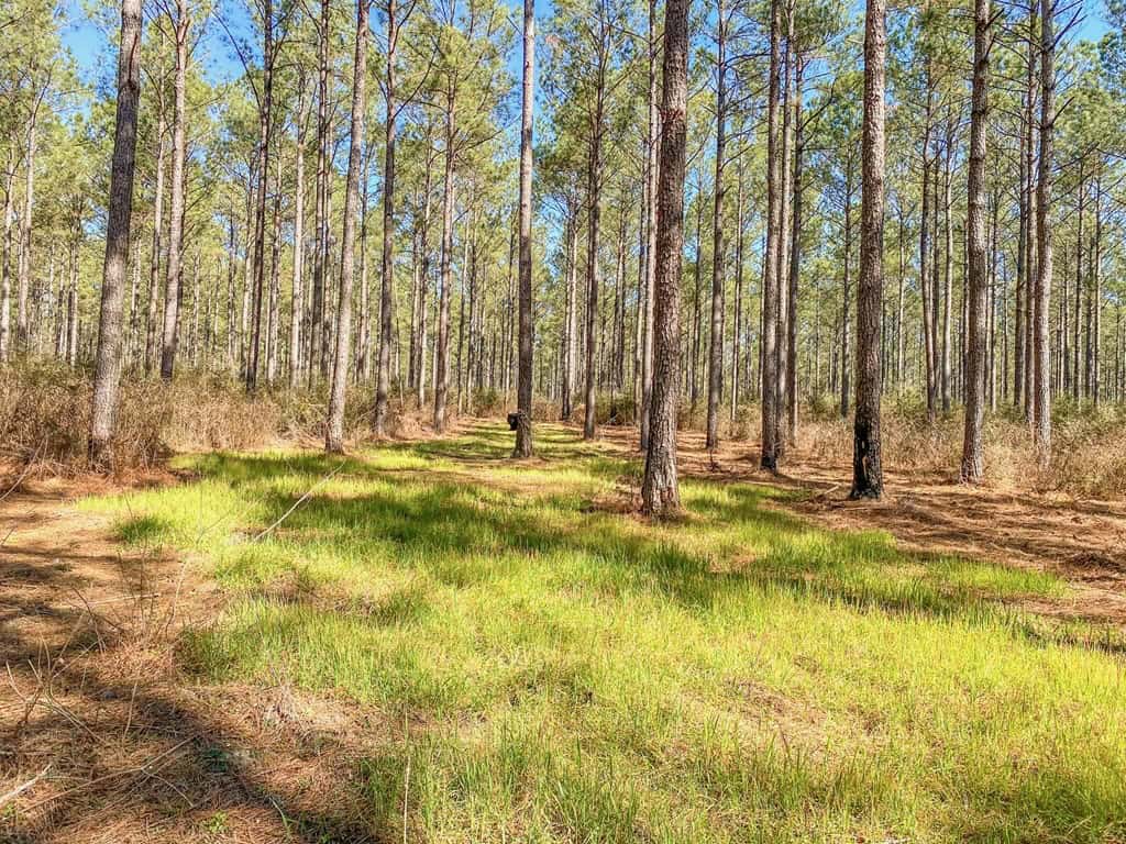 625 Acres Amite County, MS Timberland for Sale