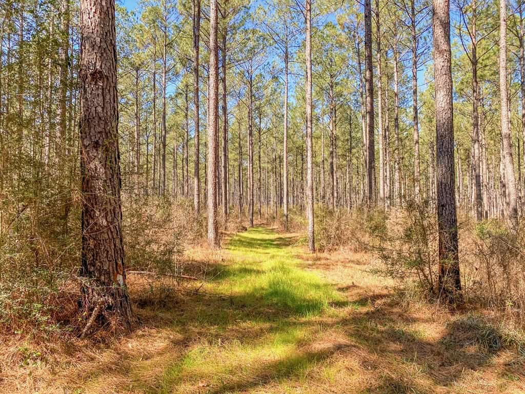 625 Acres Amite County, MS Timberland for Sale