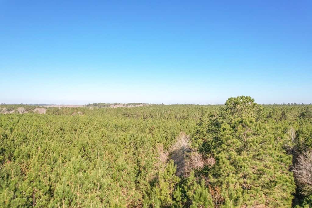 625 Acres Amite County, MS Timberland for Sale