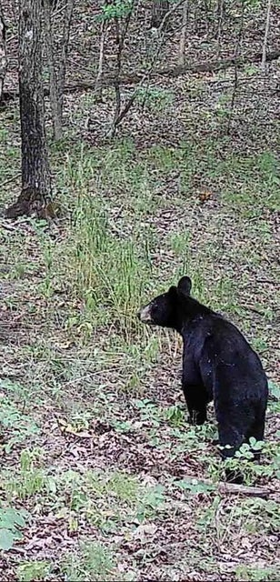 Crooked Creek on 320 Ac Hunting Land For Sale in Newton County, Arkansas