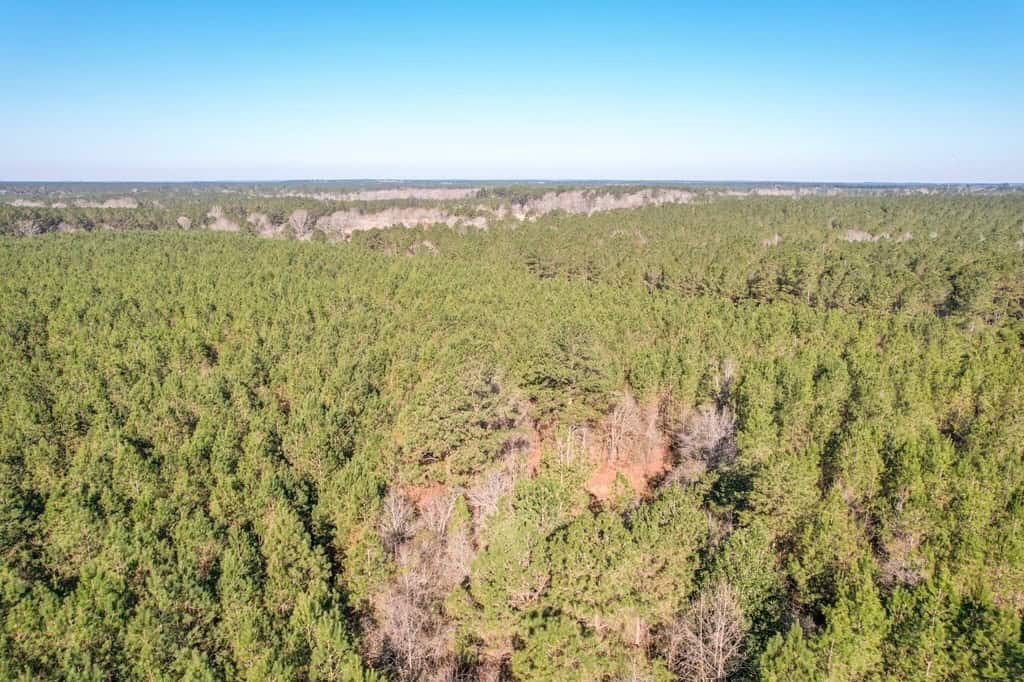 625 Acres Amite County, MS Timberland for Sale