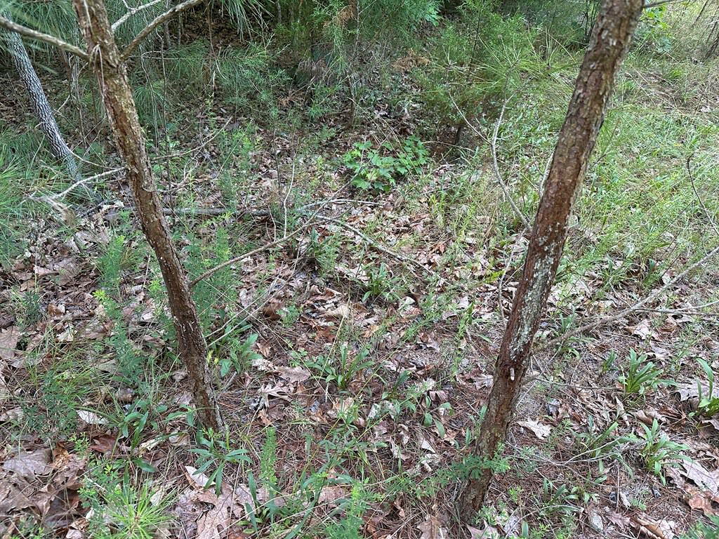 Ultimate Seclusion at The Honey Hole, Lunenburg County, VA