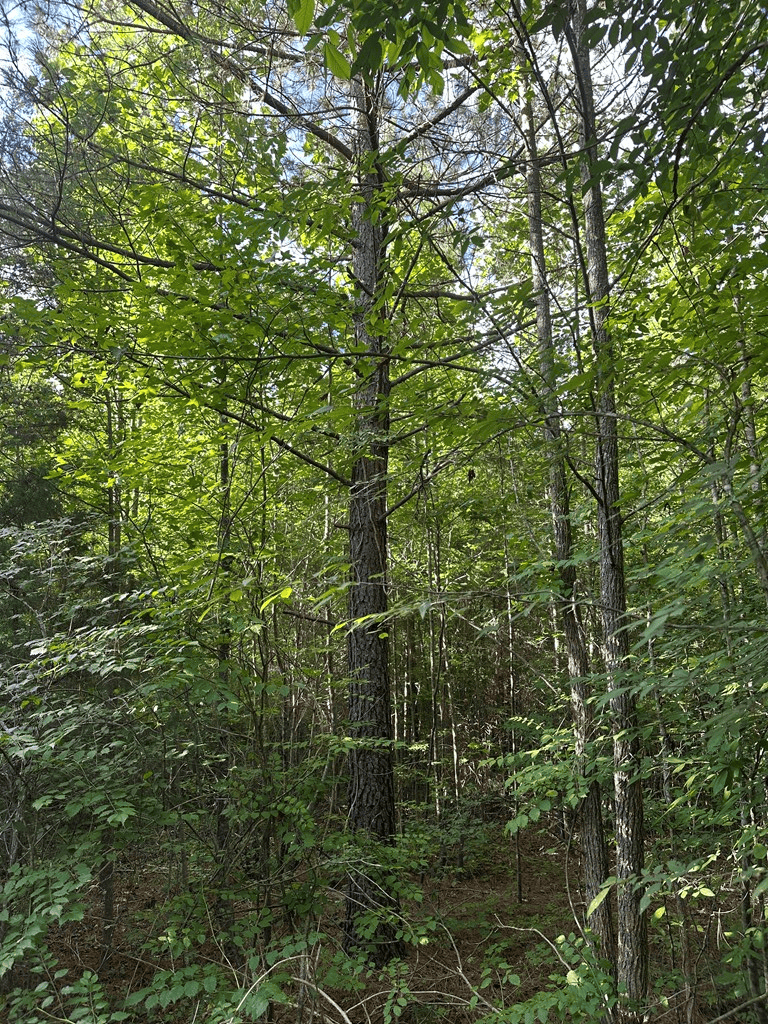 Ultimate Seclusion at The Honey Hole, Lunenburg County, VA