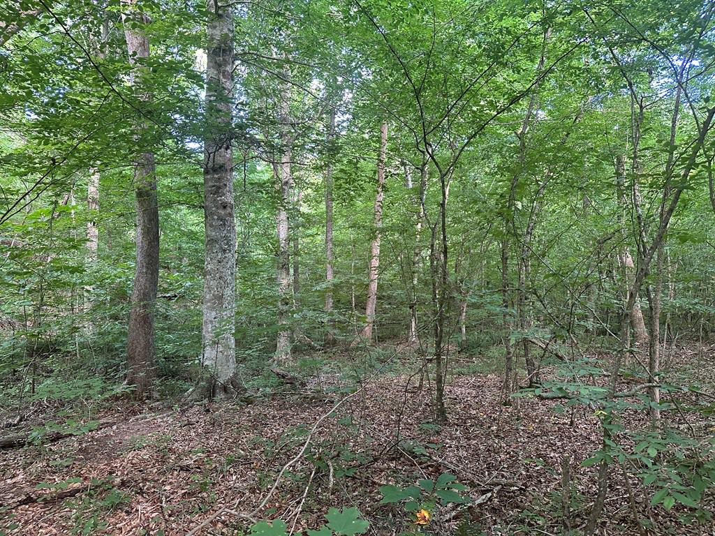 Ultimate Seclusion at The Honey Hole, Lunenburg County, VA