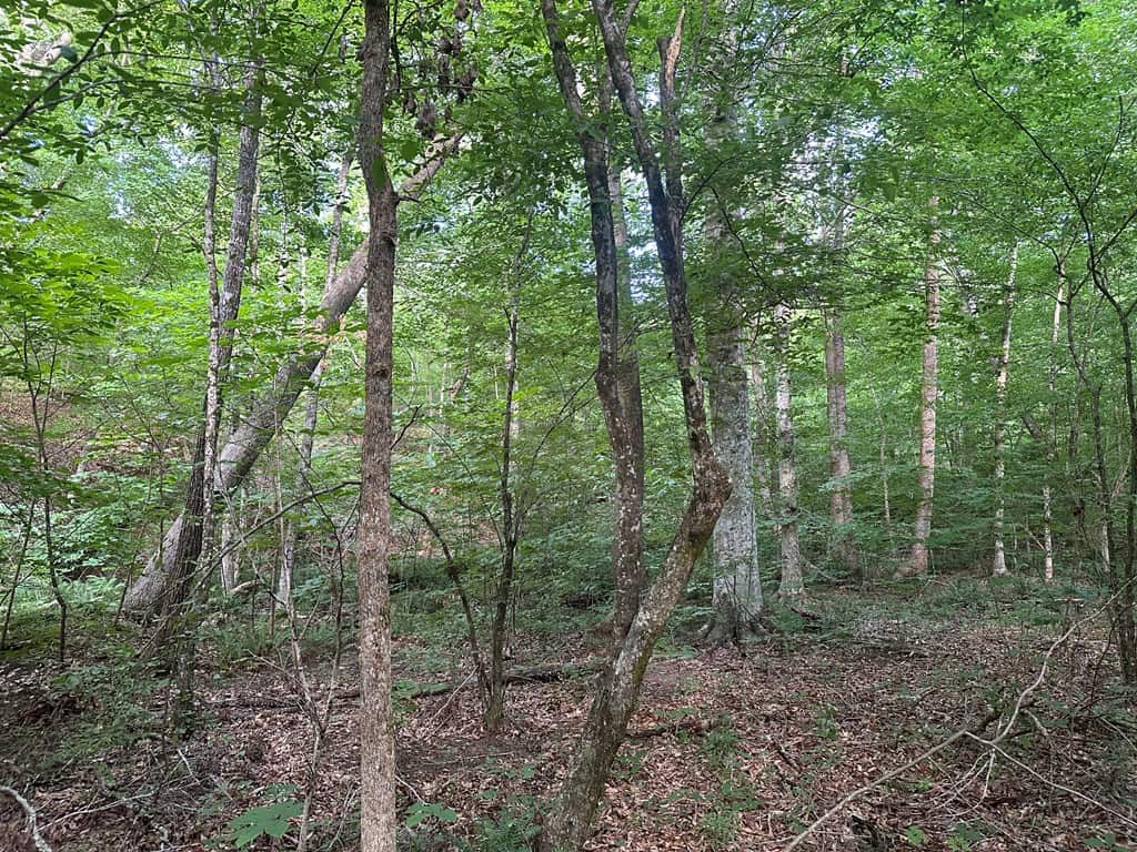 Ultimate Seclusion at The Honey Hole, Lunenburg County, VA