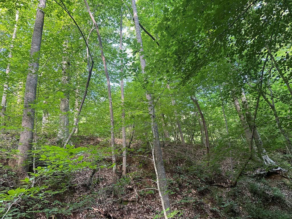 Ultimate Seclusion at The Honey Hole, Lunenburg County, VA