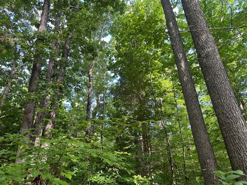 Ultimate Seclusion at The Honey Hole, Lunenburg County, VA