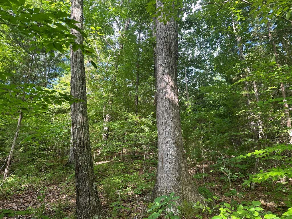 Ultimate Seclusion at The Honey Hole, Lunenburg County, VA
