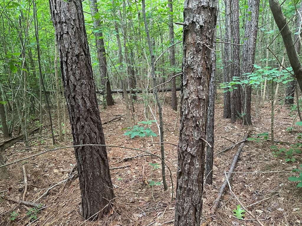 Ultimate Seclusion at The Honey Hole, Lunenburg County, VA