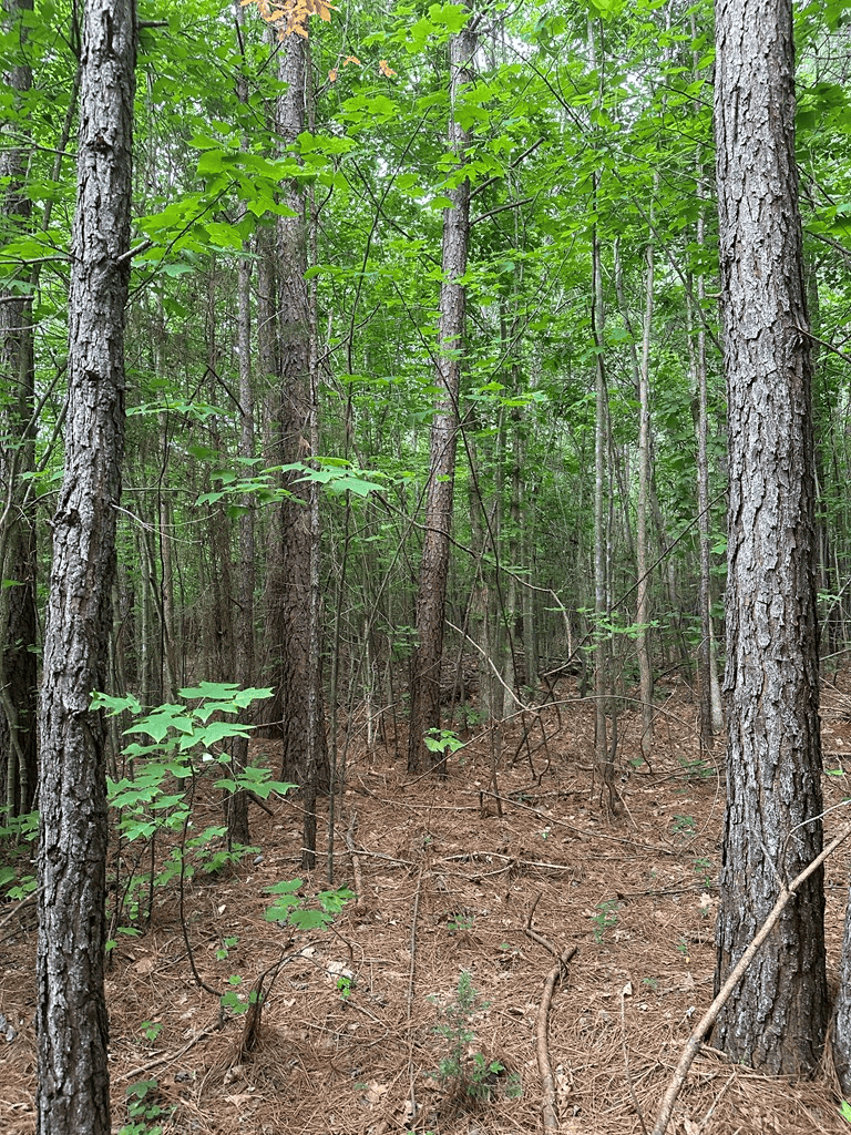 Ultimate Seclusion at The Honey Hole, Lunenburg County, VA