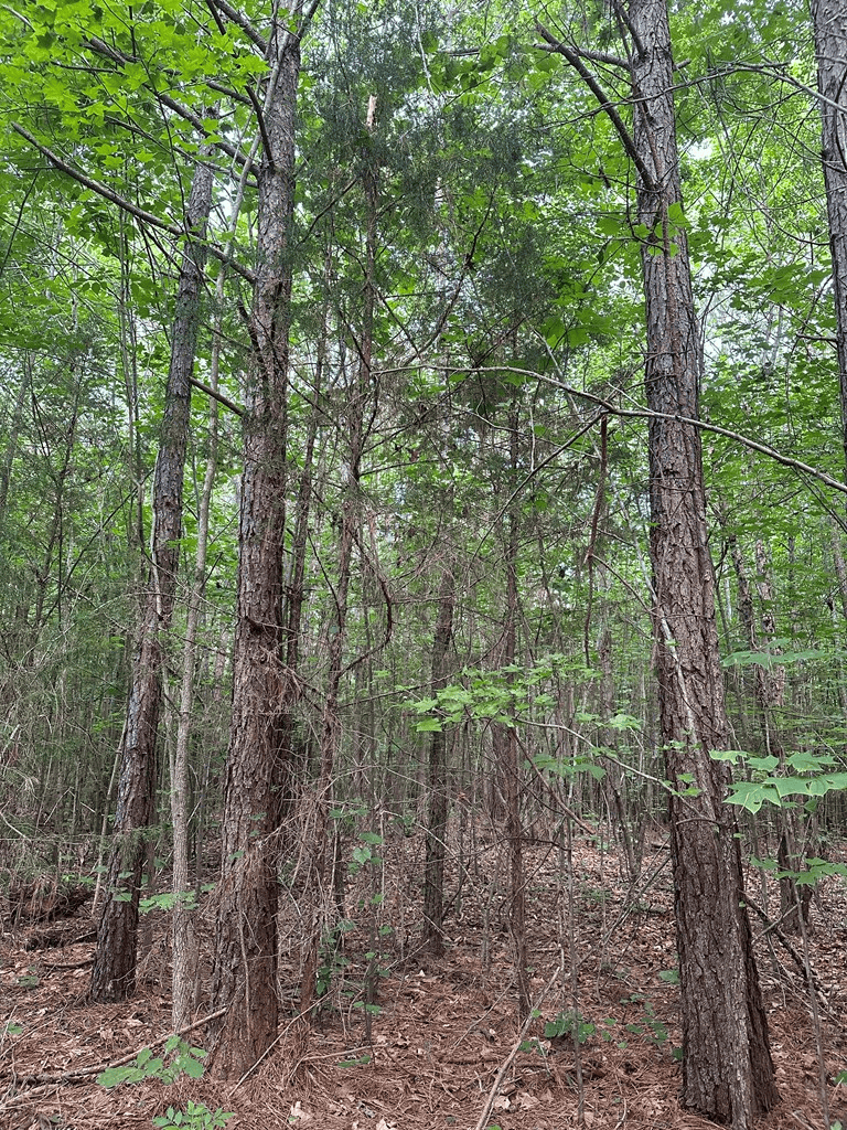 Ultimate Seclusion at The Honey Hole, Lunenburg County, VA