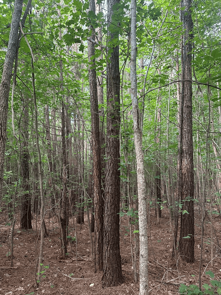 Ultimate Seclusion at The Honey Hole, Lunenburg County, VA