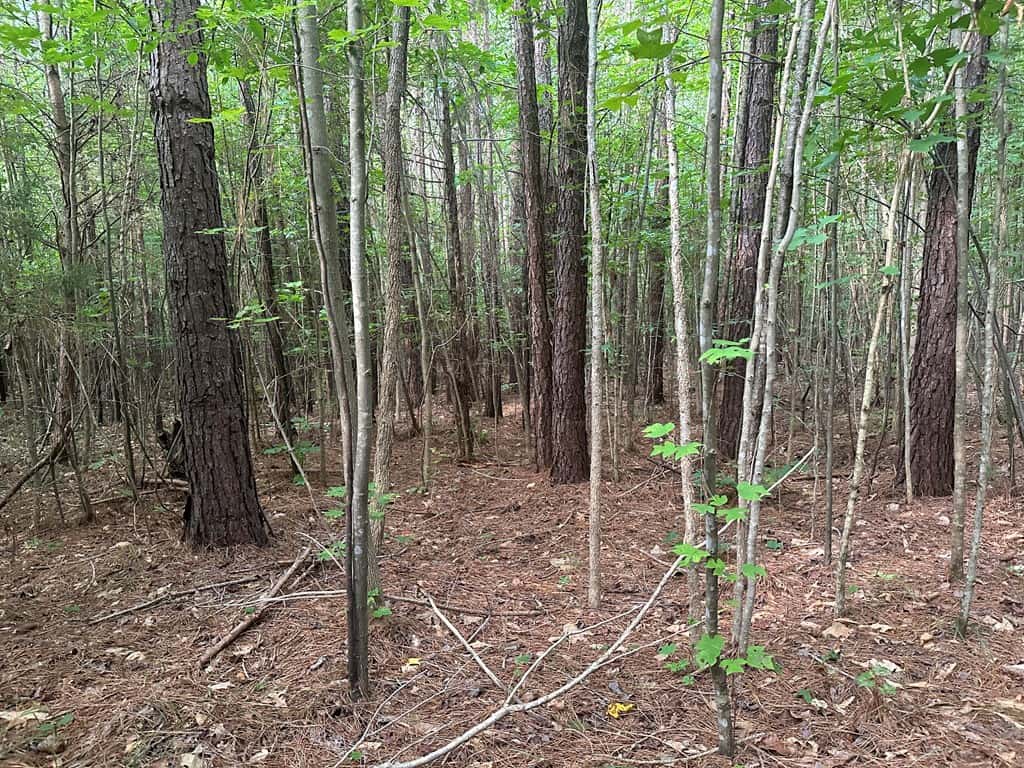 Ultimate Seclusion at The Honey Hole, Lunenburg County, VA