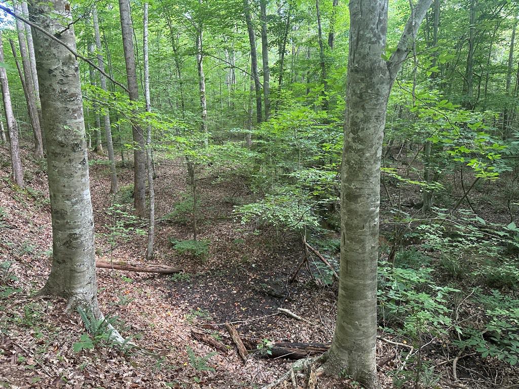 Ultimate Seclusion at The Honey Hole, Lunenburg County, VA