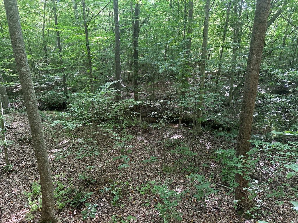 Ultimate Seclusion at The Honey Hole, Lunenburg County, VA