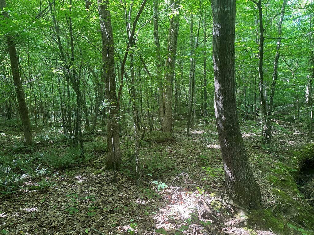 Ultimate Seclusion at The Honey Hole, Lunenburg County, VA