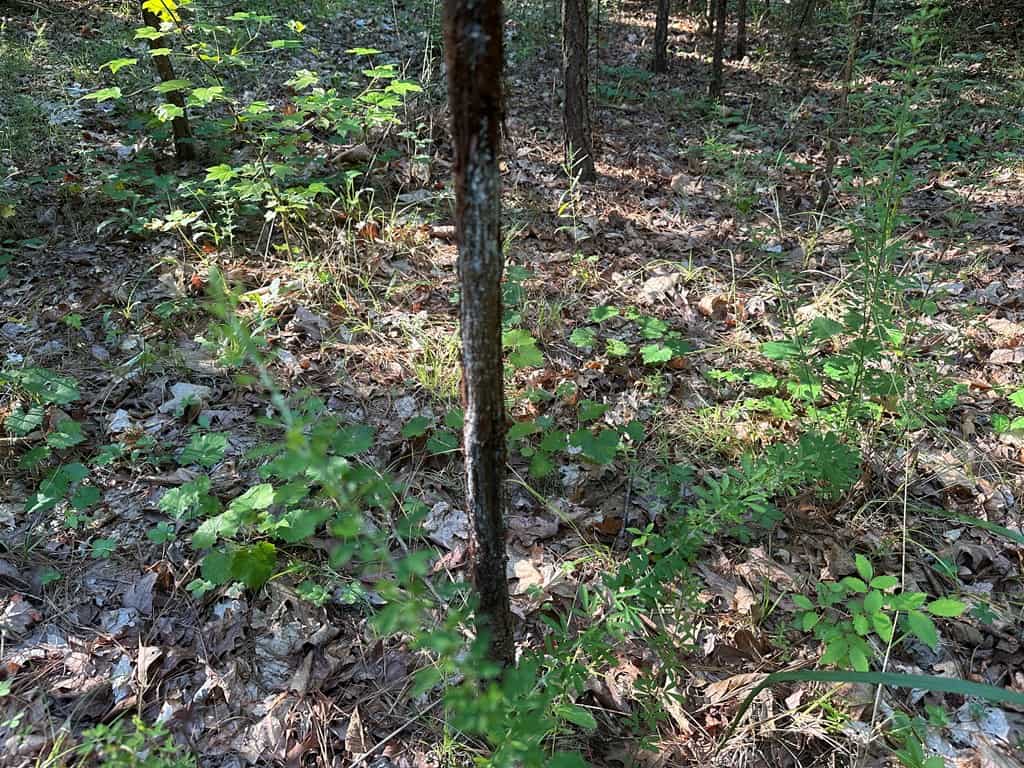 Ultimate Seclusion at The Honey Hole, Lunenburg County, VA