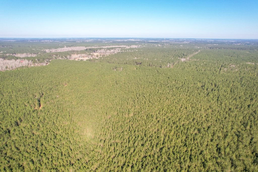 625 Acres Amite County, MS Timberland for Sale