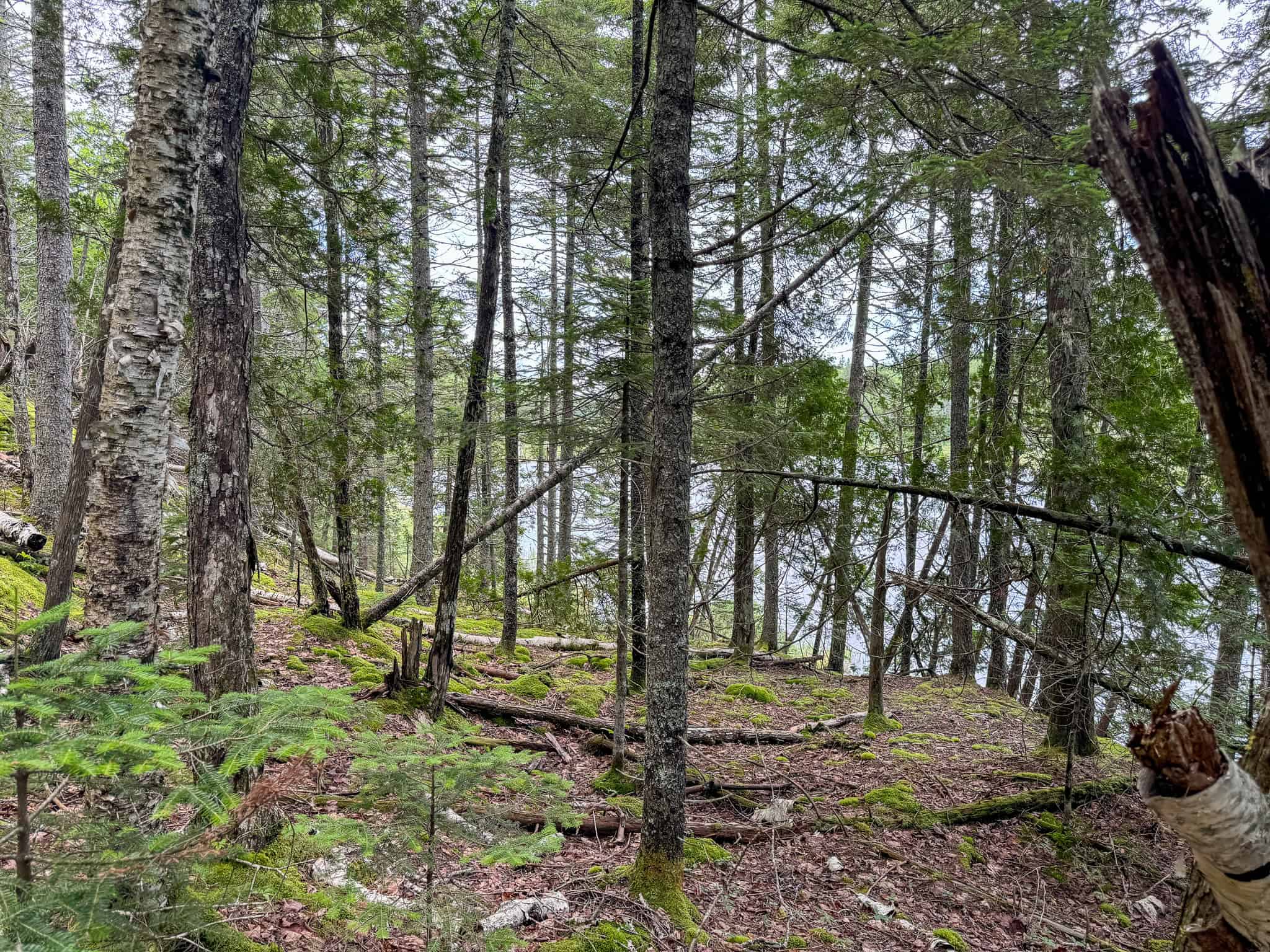 330 Acre Parcel with Waterfront