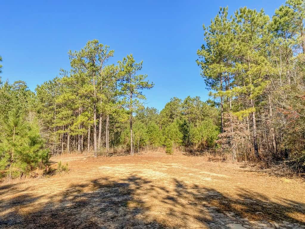 625 Acres Amite County, MS Timberland for Sale