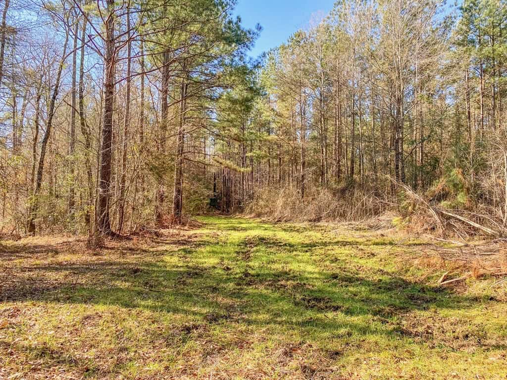 625 Acres Amite County, MS Timberland for Sale