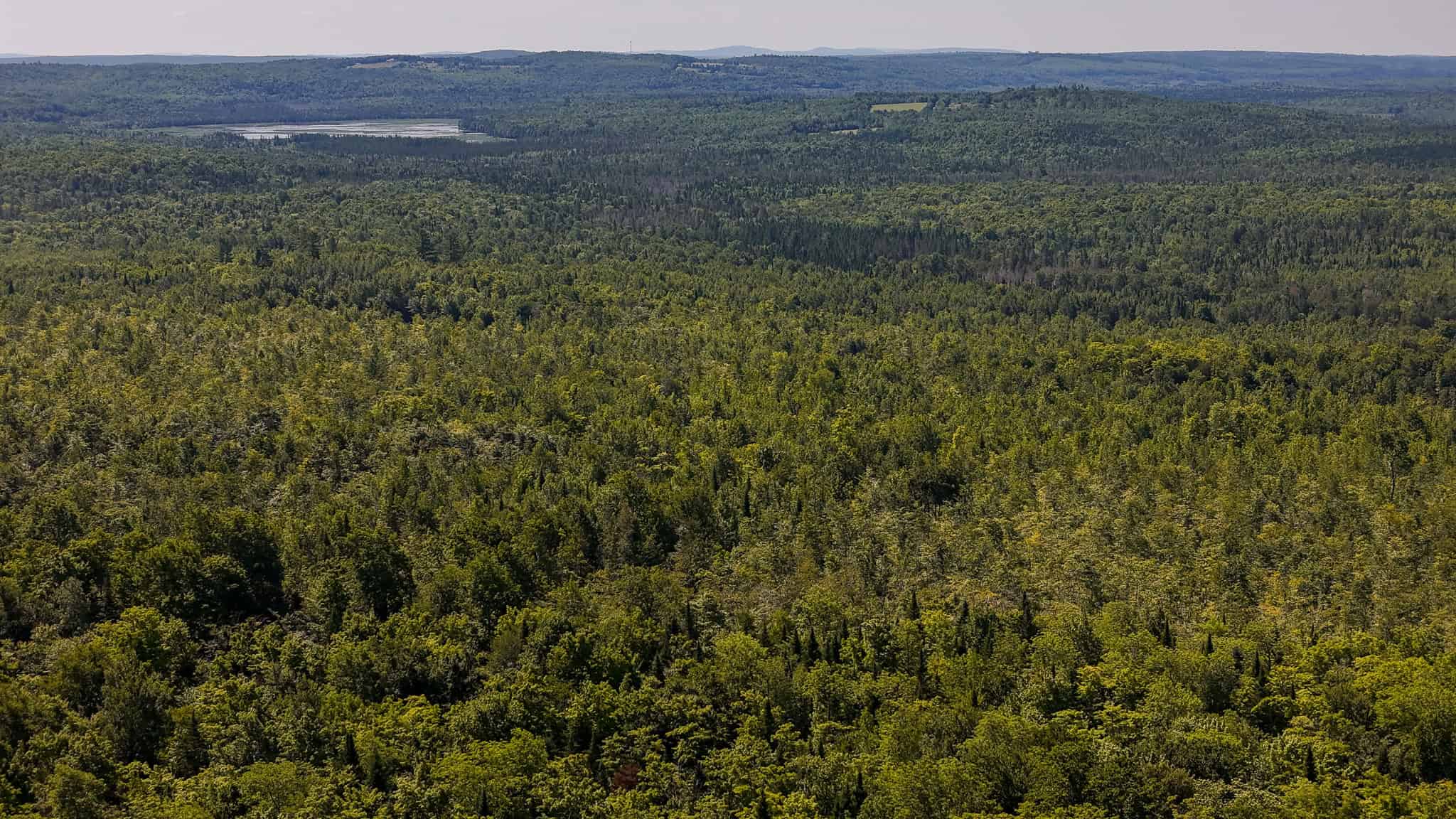 42.3 Acres of Maine Land