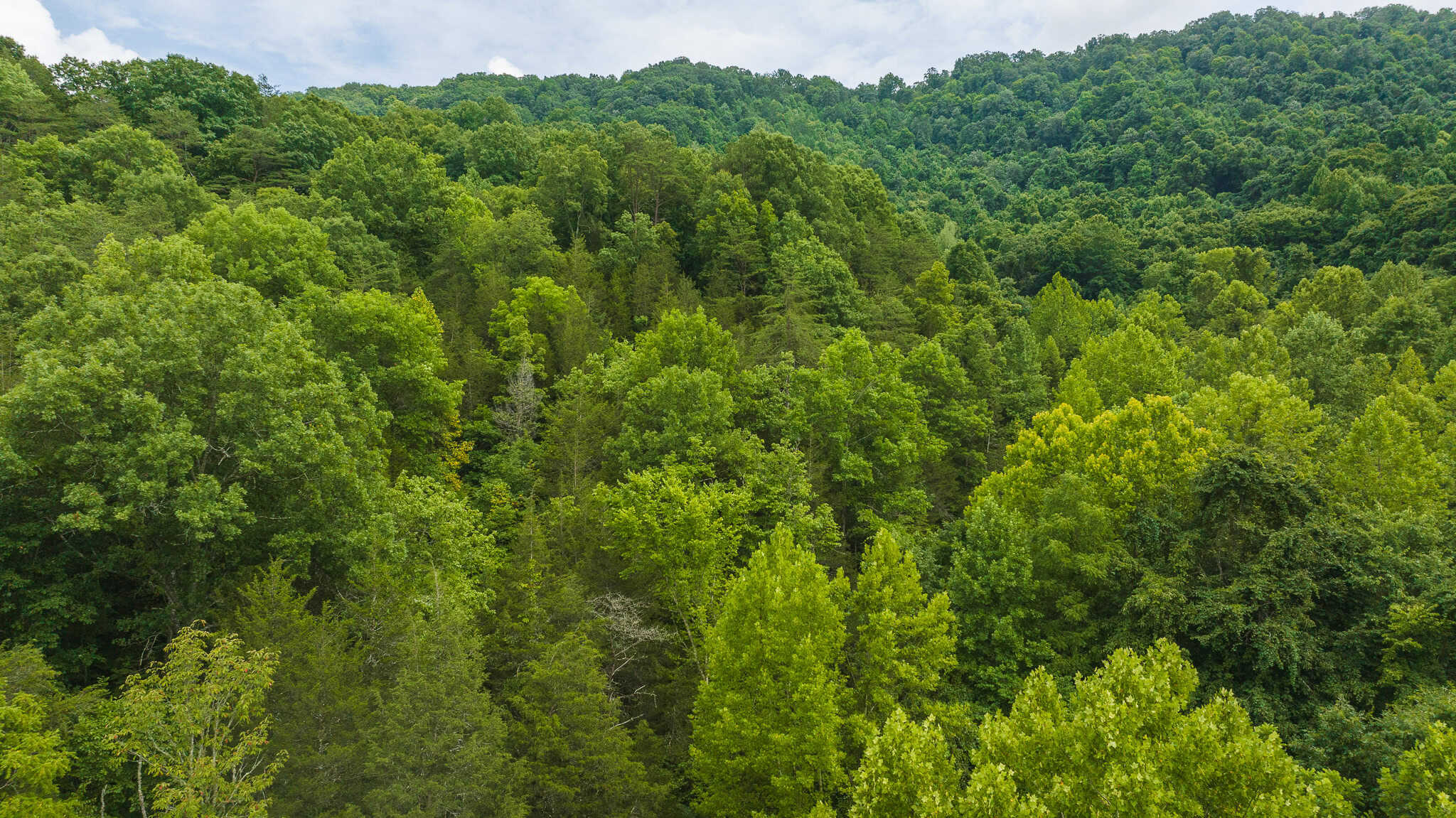 Hunting Land For Sale in East Tennessee Hawkins County