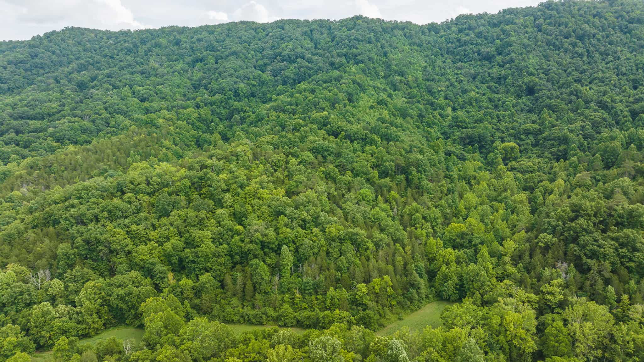 Hunting Land For Sale in East Tennessee Hawkins County
