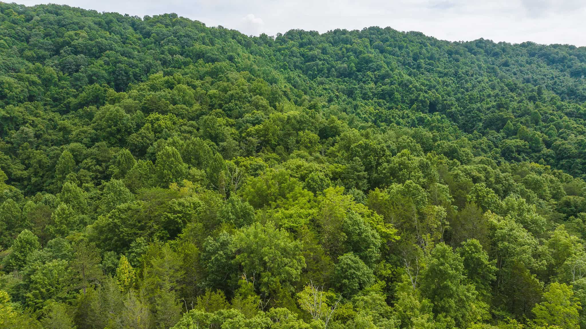 For Sale: Unrestricted Mountain Paradise in Eidson, Hawkins County, TN