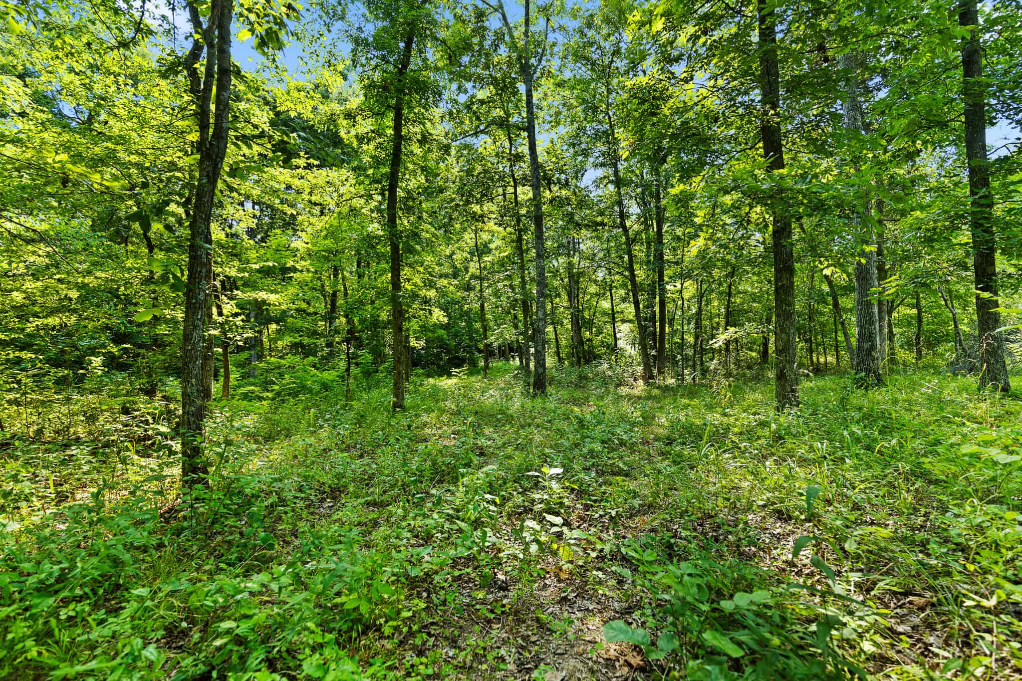 Crooked Creek on 320 Ac Hunting Land For Sale in Newton County, Arkansas