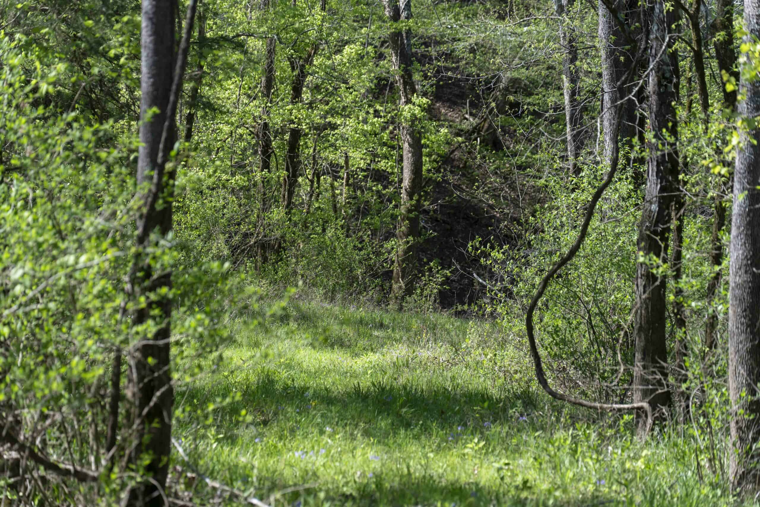 Recreational Land for Sale in Maries County, MO