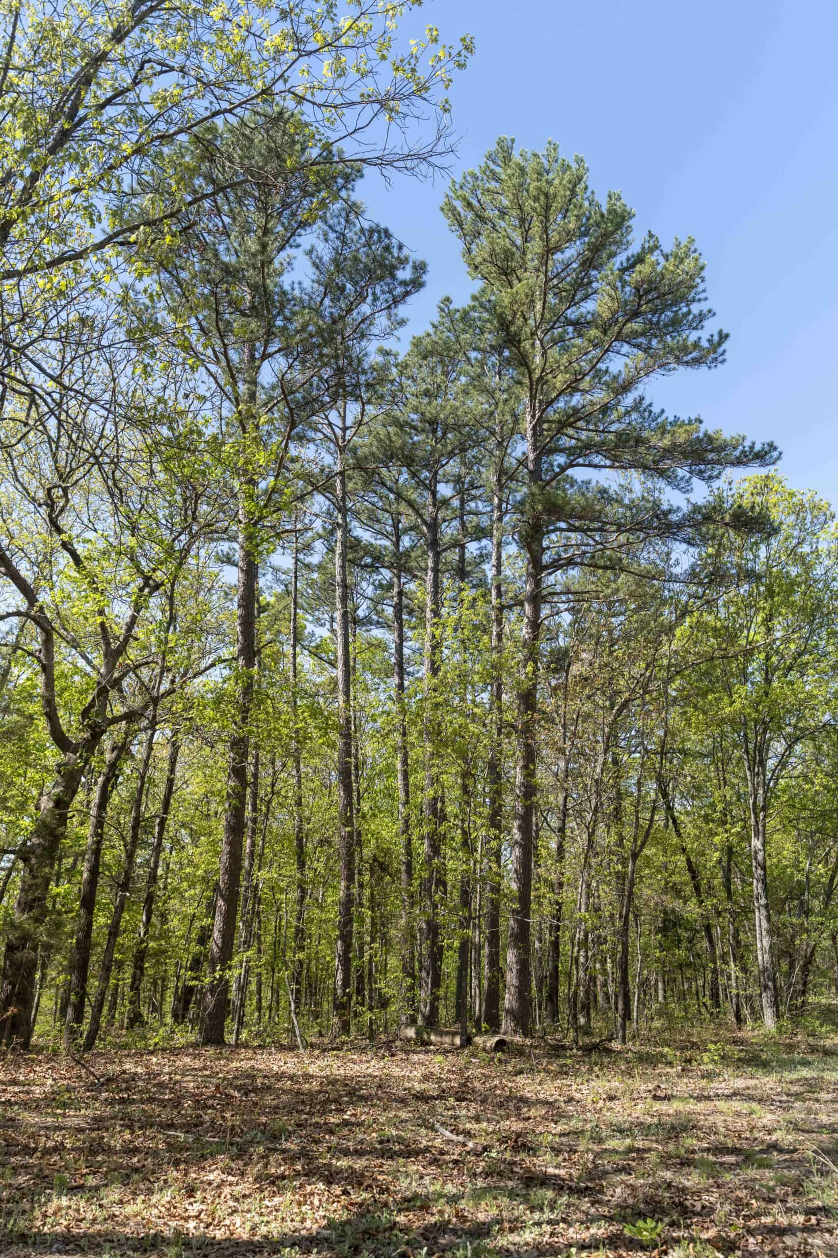 Recreational Land for Sale in Maries County, MO