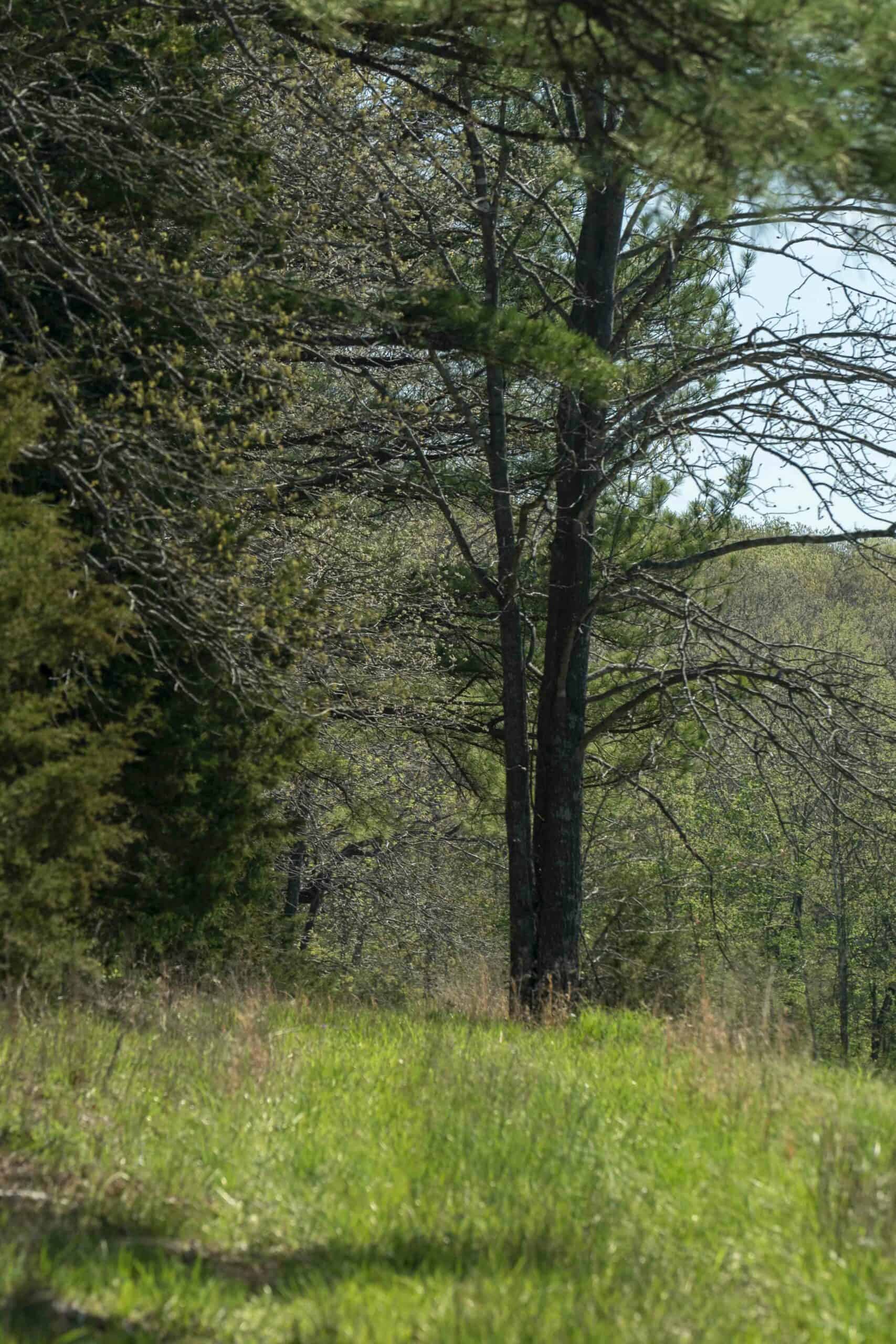 Recreational Land for Sale in Maries County, MO