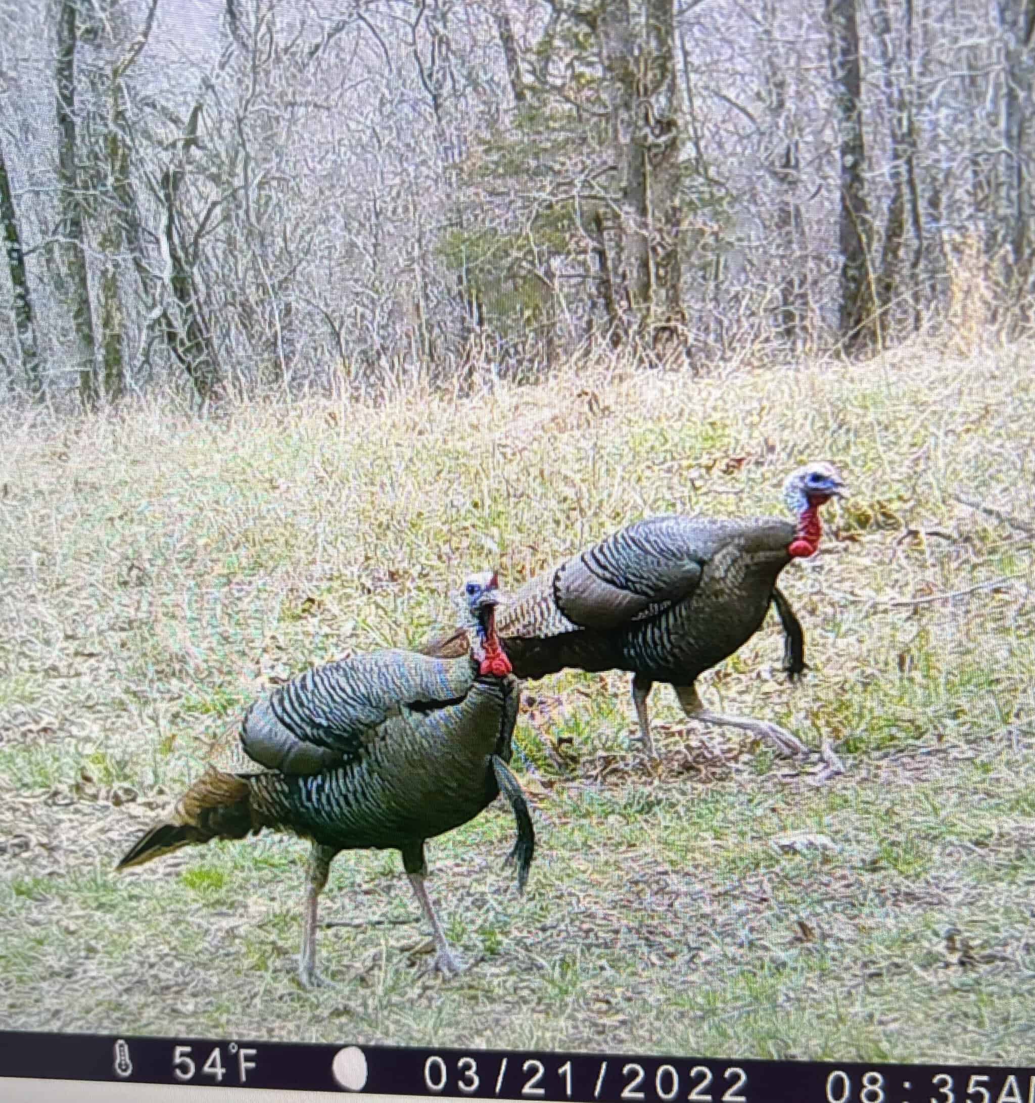 Luxury Northwest Arkansas Hunting and Recreational Retreat For Sale