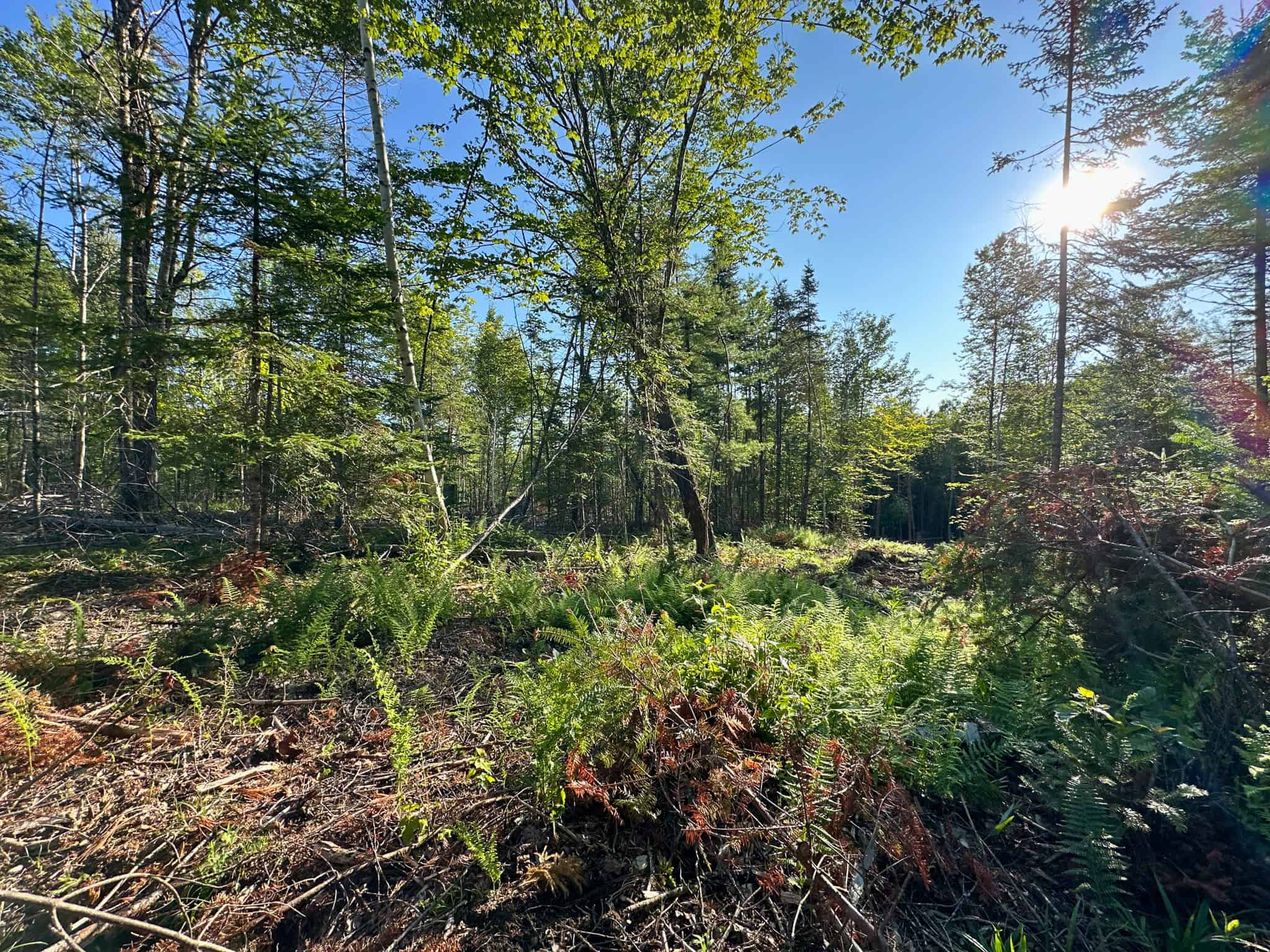 Large Year Round Accessible Maine Parcel