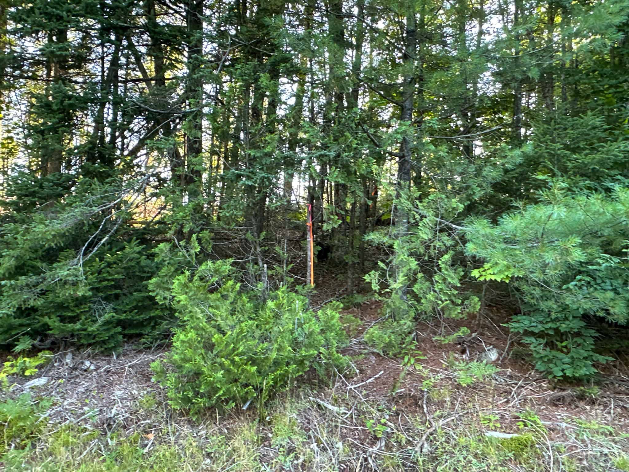 Large Year Round Accessible Maine Parcel