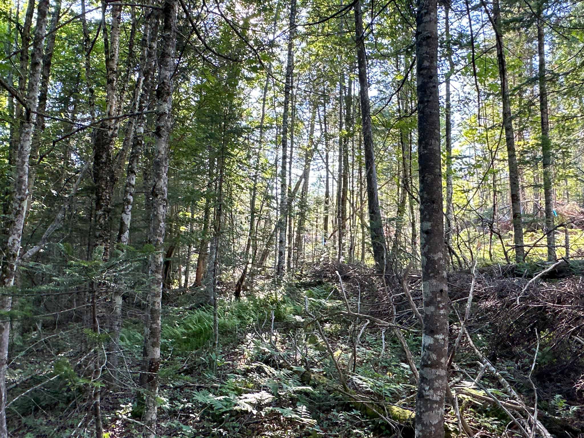 Large Year Round Accessible Maine Parcel