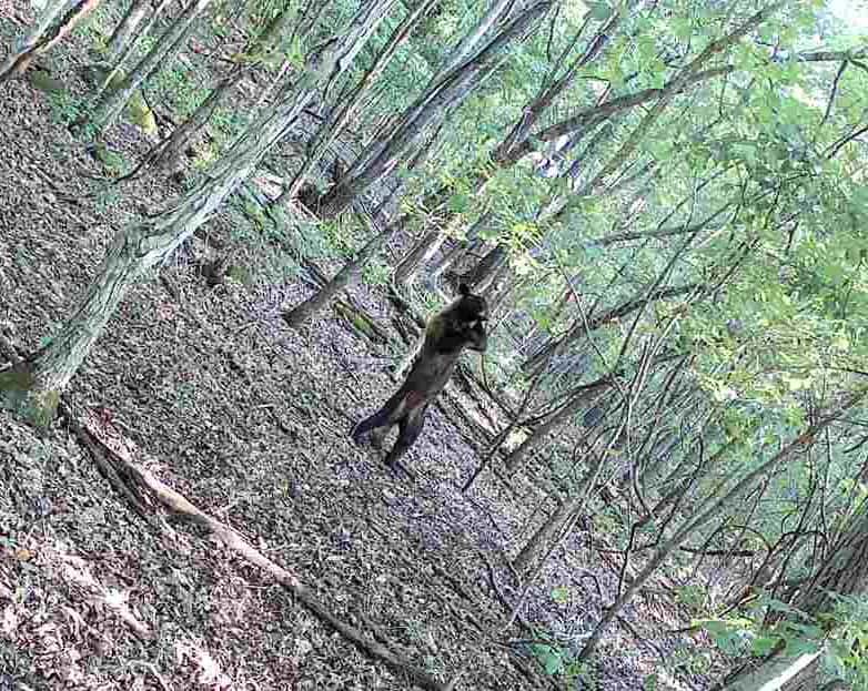 Crooked Creek on 320 Ac Hunting Land For Sale in Newton County, Arkansas
