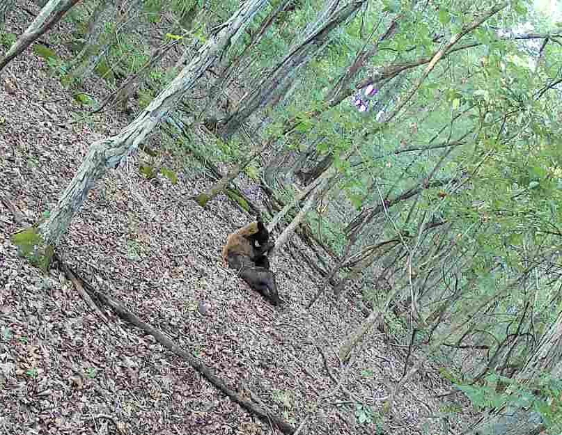 Crooked Creek on 320 Ac Hunting Land For Sale in Newton County, Arkansas