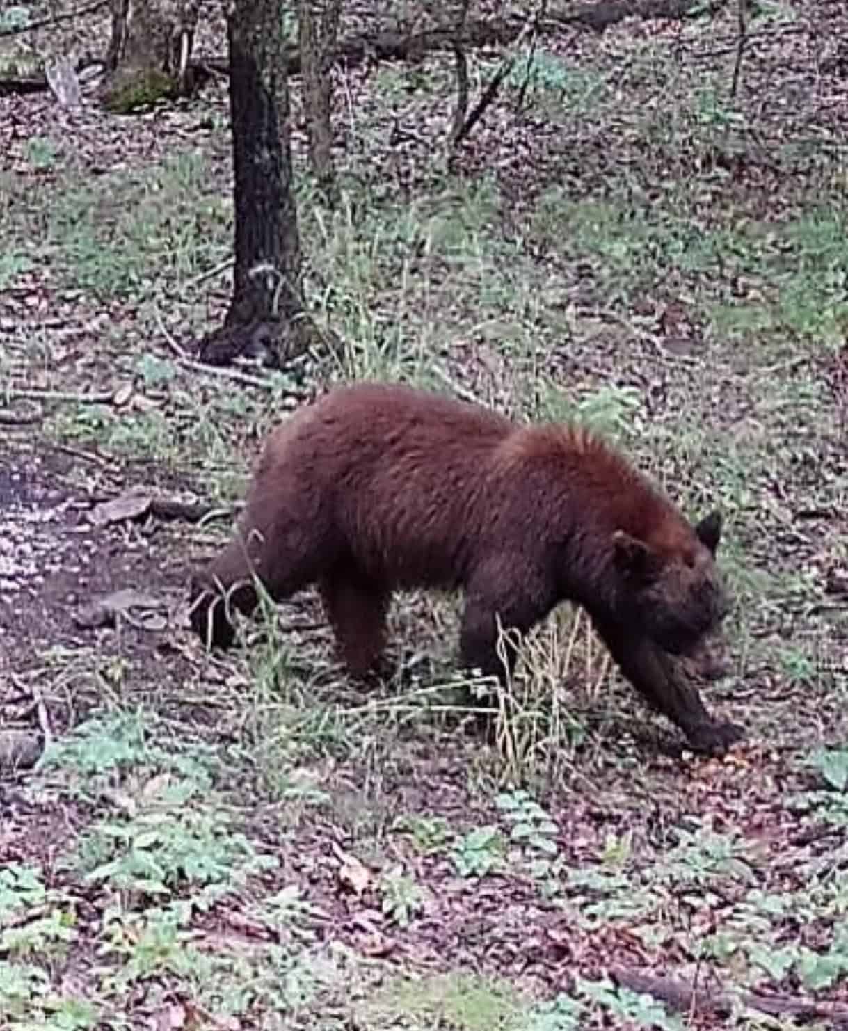 Crooked Creek on 320 Ac Hunting Land For Sale in Newton County, Arkansas