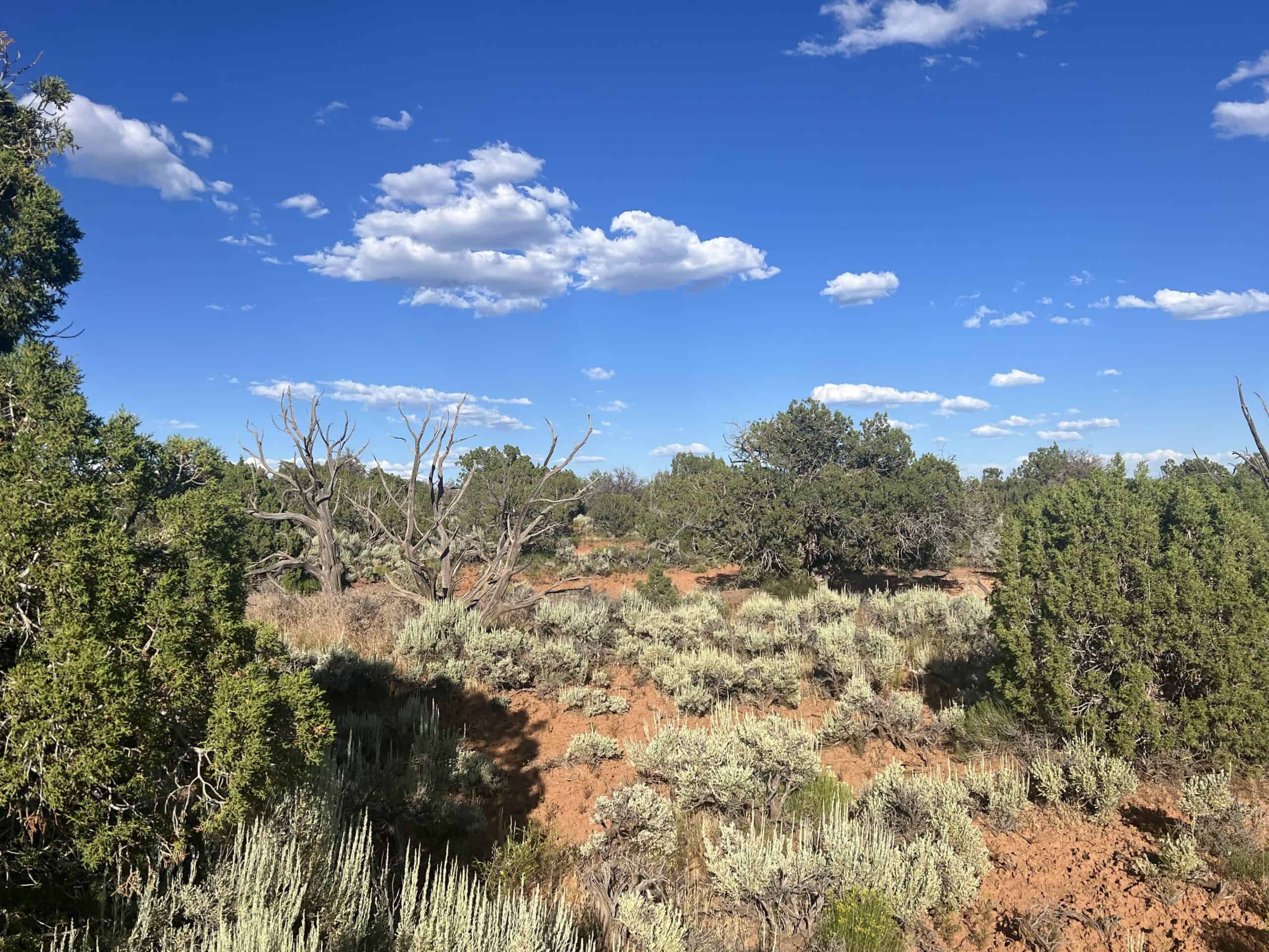 Colorado acreage bordering BLM For Sale