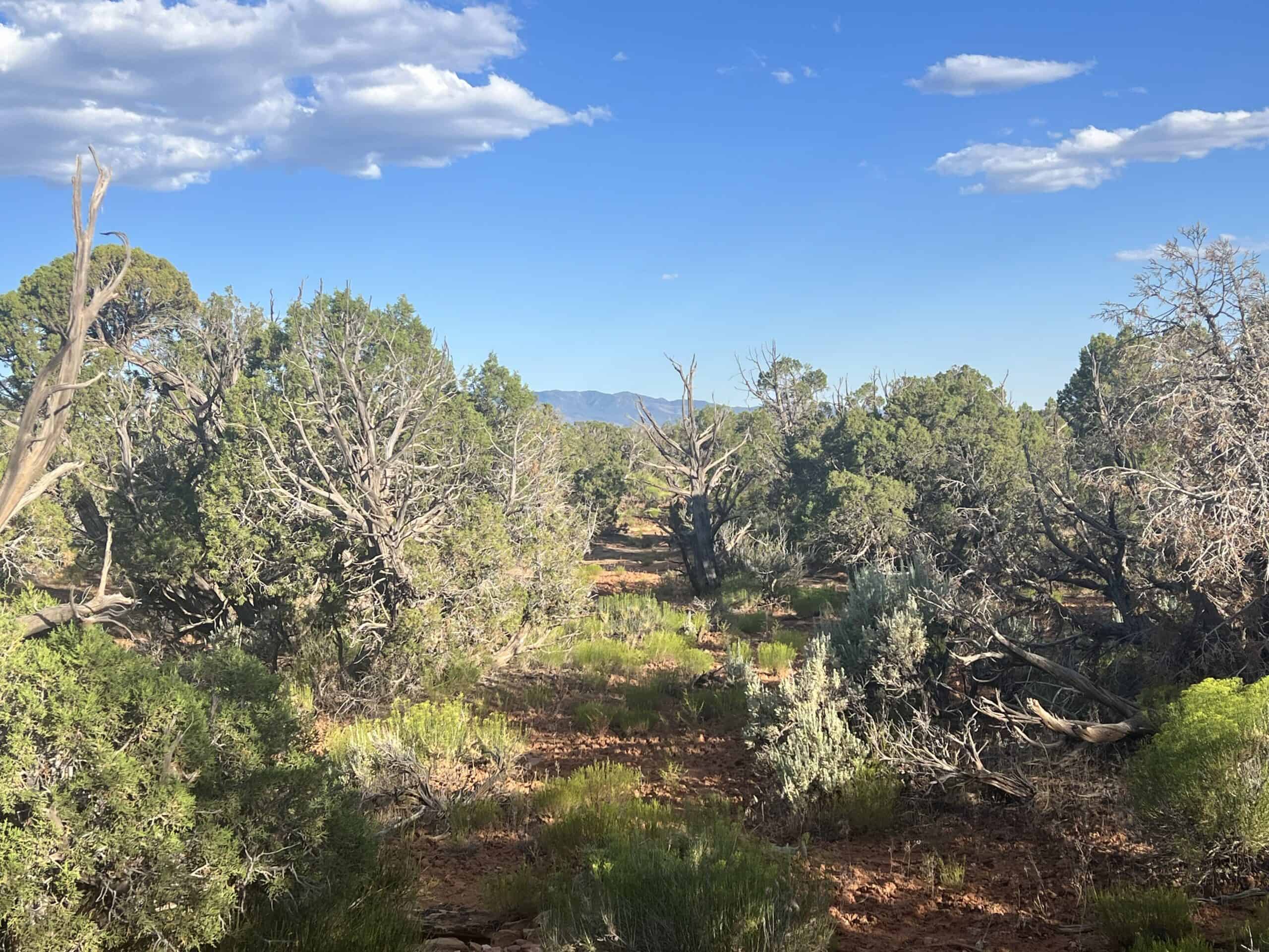 Colorado acreage bordering BLM For Sale
