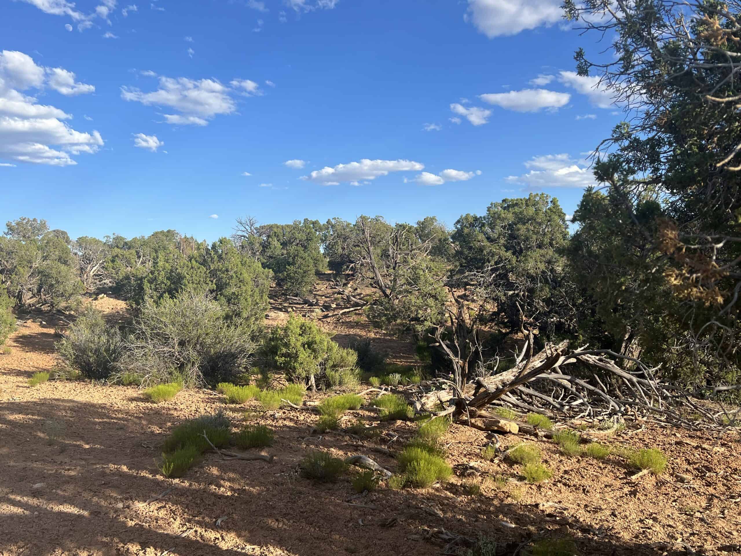 Colorado acreage bordering BLM For Sale
