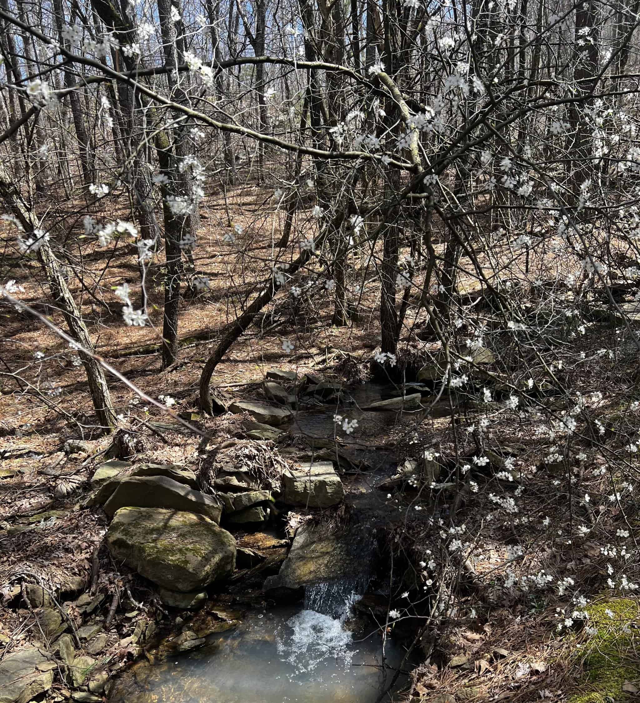 Luxury Northwest Arkansas Hunting and Recreational Retreat For Sale