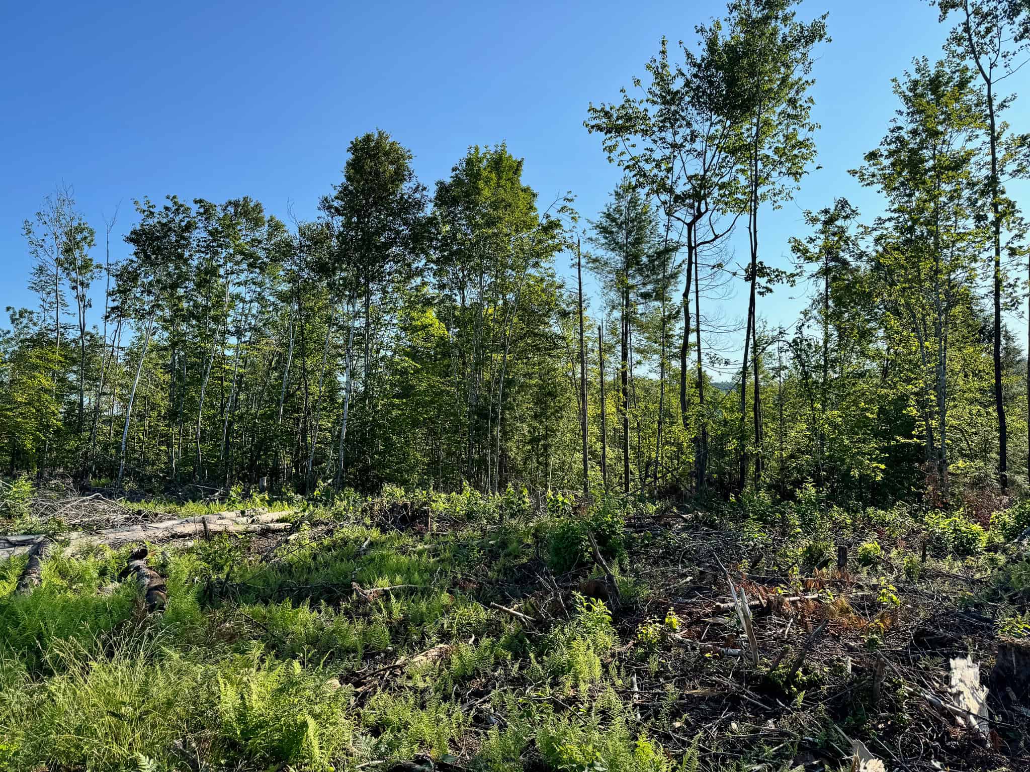 Large Year Round Accessible Maine Parcel